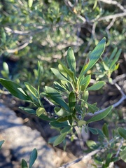 Fraxinus greggii