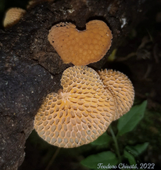 Favolaschia calocera
