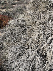 Plecostachys serpyllifolia