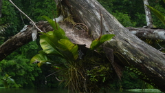 Anthurium ramonense