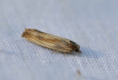 Eucosma radiatana