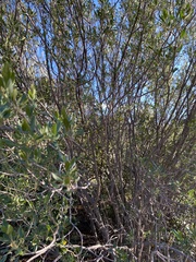 Fraxinus greggii