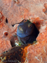 Parablennius marmoreus