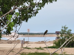 Tyrannidae