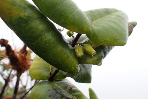 Melicope rotundifolia