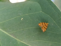 Choreutis