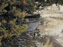 Patagioenas maculosa