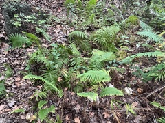 Pelazoneuron kunthii