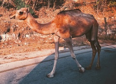 Camelus dromedarius