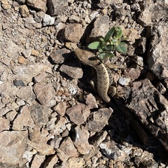 Sceloporus siniferus