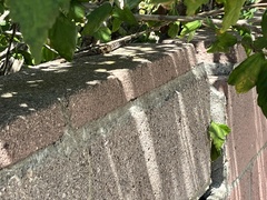 Elgaria multicarinata webbii