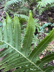 Pelazoneuron kunthii