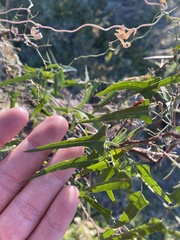 Matelea atrostellata