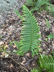 Pelazoneuron kunthii