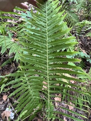 Pelazoneuron kunthii