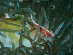 Amphiprion perideraion