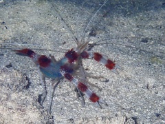 Stenopus hispidus