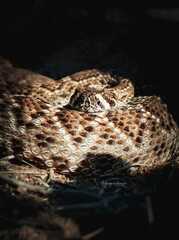 Crotalus ruber