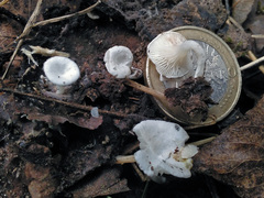Clitopilus passeckerianus