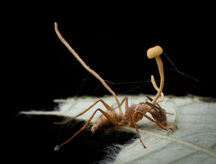 Ophiocordyceps