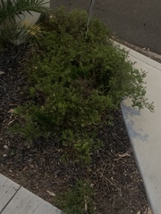 Lepidium didymum