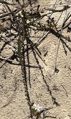 Wahlenbergia tenella
