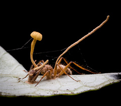 Ophiocordyceps