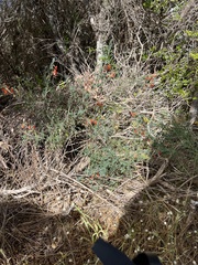 Wahlenbergia tenella