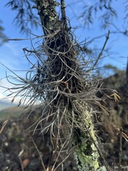 Tillandsia recurvata