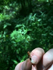 Ischnoptera bilunata