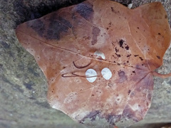 Marasmius epiphylloides