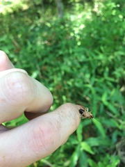 Ischnoptera bilunata