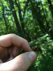 Ischnoptera bilunata