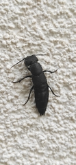 Ocypus olens