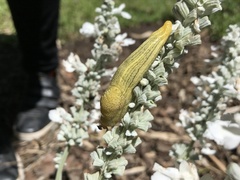 Elisolimax flavescens