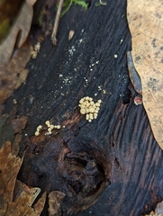 Trichoderma gelatinosum