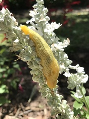Elisolimax flavescens
