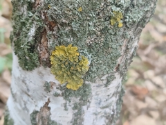 Xanthoria parietina