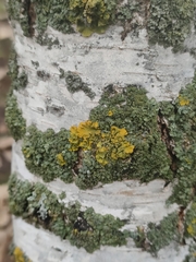 Xanthoria parietina