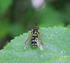 Chrysotoxum festivum