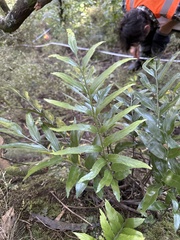 Asplenium oblongifolium