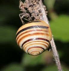 Caucasotachea vindobonensis