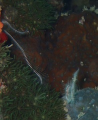 Ophiotrichidae