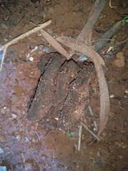 Pisolithus tinctorius