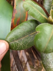 Melicope clusiifolia