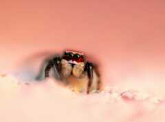 Habronattus pyrrithrix