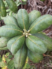 Melicope clusiifolia