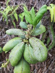 Melicope clusiifolia