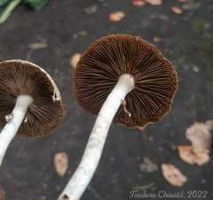 Agrocybe acericola