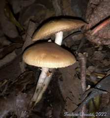 Agrocybe acericola